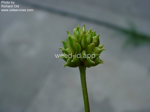 buttercup, creeping